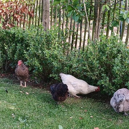 Le Jardin Bed and Breakfast Coudeville Exteriör bild